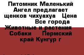 Питомник Маленький Ангел предлагает щенков чихуахуа › Цена ­ 10 000 - Все города Животные и растения » Собаки   . Пермский край,Кунгур г.
